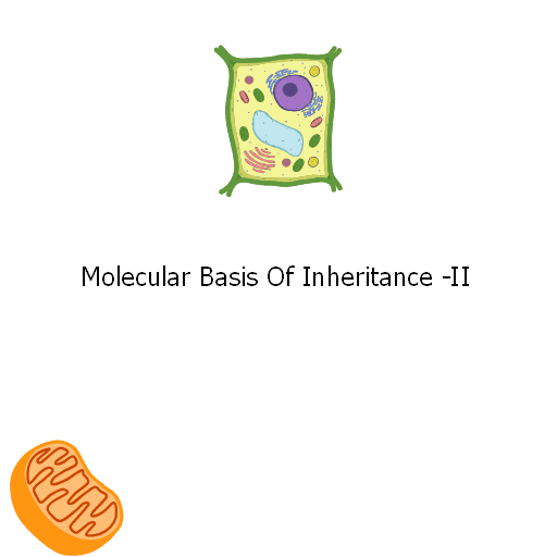 Molecular Basis Of Inheritance -II